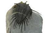 Spiny Psychopyge Trilobite - Issoumour, Morocco #350539-6